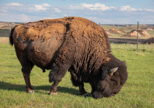 What does north dakota medicaid cover?